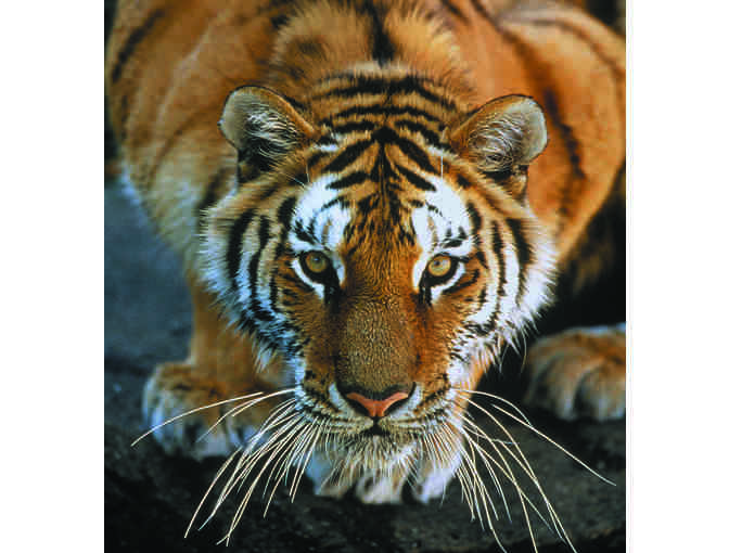 Lincoln Park Zoo Safari Membership