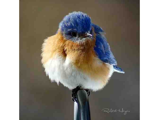 Bluebirds - photographed by Robert Heyer