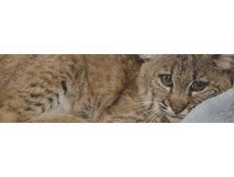 Four Lindsay Wildlife Museum Passes