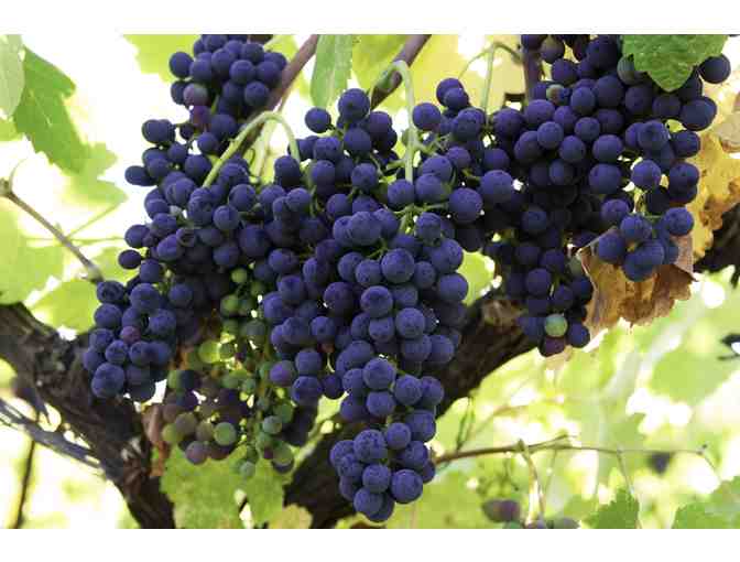 A DELECTABLE DAY WITH THE DONELAN FAMILY