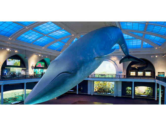 Four (4) Tickets to the Museum of Natural History