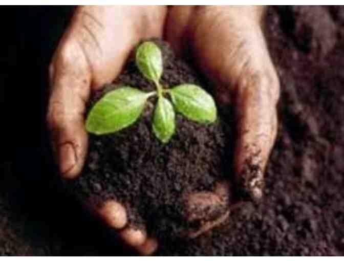 Organic Compost Tea Application for Your Garden
