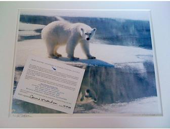 'Polar Bear Reflection' Fine Art Print: Signed by Jean-Michel Cousteau