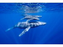 "Humpback Whale" Fine Art Print: Signed by Jean-Michel Cousteau