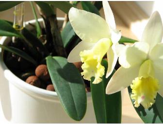 Gift Certificate for One Mature Orchid, in Bud, Growing in Hydroculture