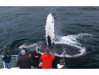 Whale Watching tickets, for 2, aboard the Condor Express