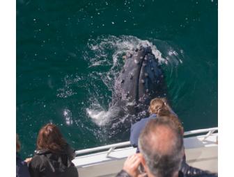 Whale Watching tickets, for 2, aboard the Condor Express