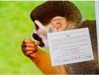 'Squirrel Monkey' Fine Art Print: Signed by Jean-Michel Cousteau