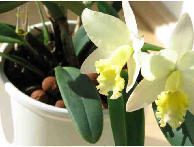 Gift Certificate for One Mature Orchid, in Bud, Growing in Hydroculture