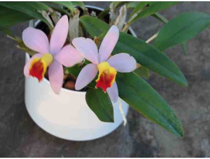 Gift Certificate for One Mature Orchid, in Bud, Growing in Hydroculture