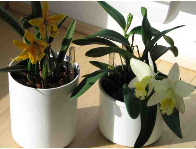 Gift Certificate for One Mature Orchid, in Bud, Growing in Hydroculture