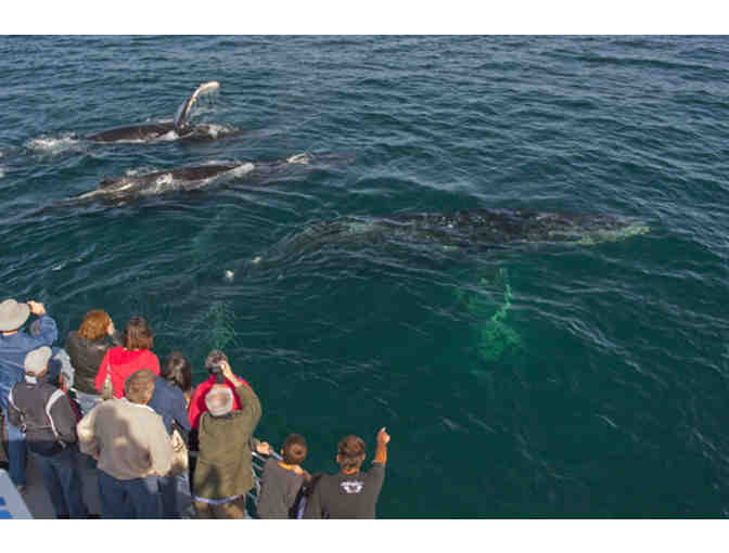 Whale Watching tickets, for 2, aboard the Condor Express