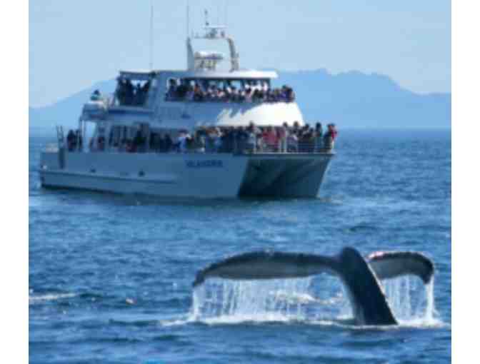 Two adults for either Half Day Channel Islands or Gray Whale Watching with Island Packers