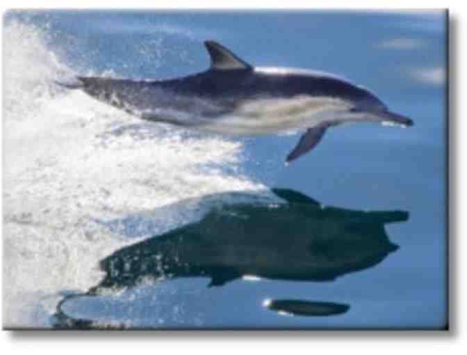 Two adults for either Half Day Channel Islands or Gray Whale Watching with Island Packers