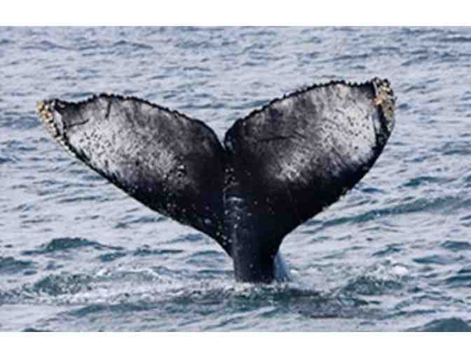 Whale Watching Adventure with Ocean Explorer Holly Lohuis