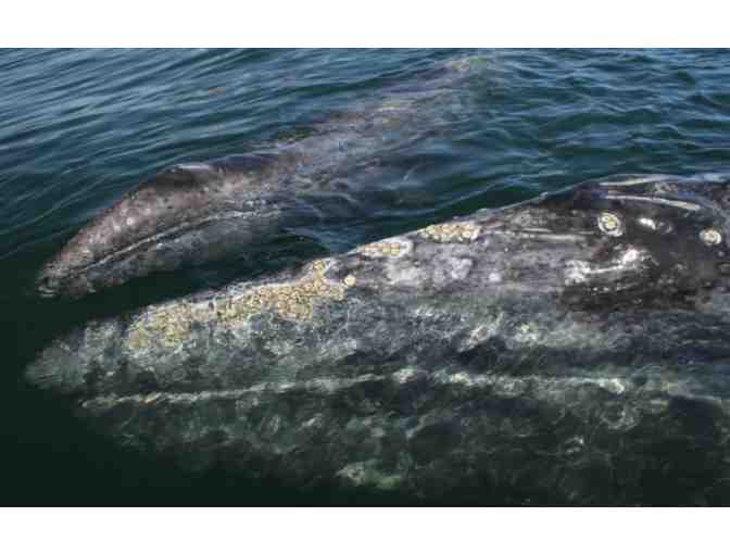 Two adults for Gray Whale Watching with Island Packers