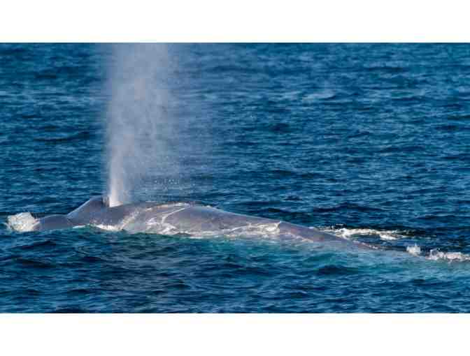 Humpback / Blue Whale Watching with Island Packers for Two Adults