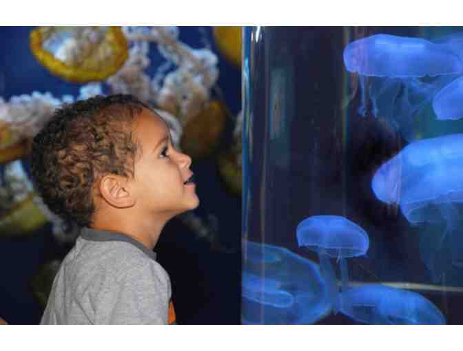 2 General Admission Tickets to Aquarium of the Bay at Pier 39 in San Francisco