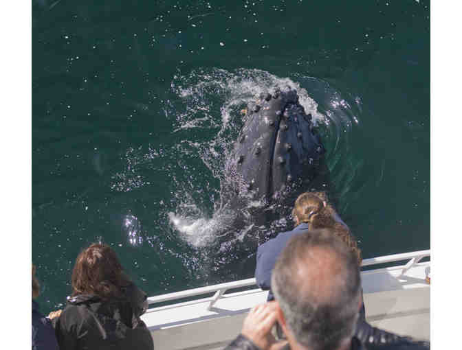 Whale Watching aboard the Condor Express