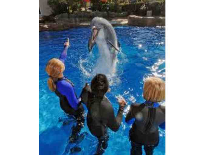SeaWorld Dolphin Interaction for Two