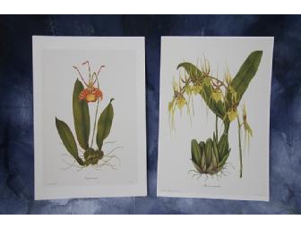 Two Botanical Prints