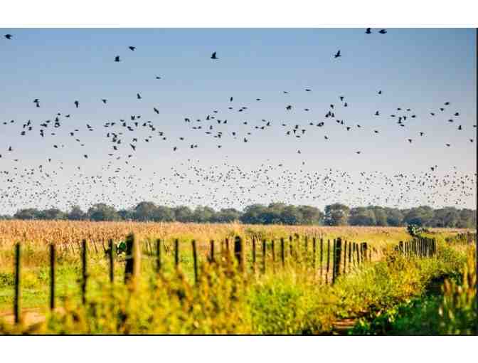 Argentina Dove Hunting Trip