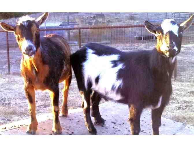 4 Nigerian Dwarf Goats!