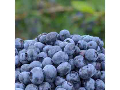 Butler's Orchard - Blueberry Picking for Four