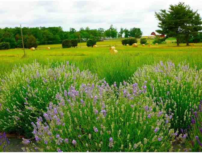 Seven Oaks Lavender Farm - 4 Entry Passes - Photo 2