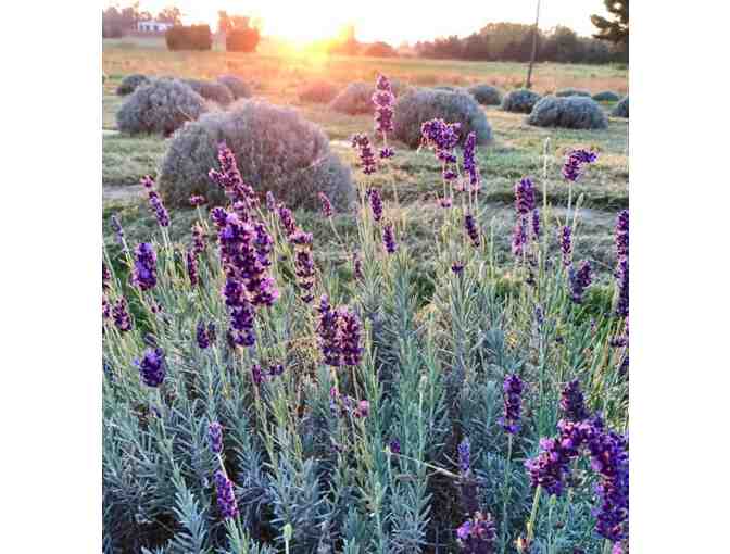 Seven Oaks Lavender Farm - 4 Entry Passes - Photo 4