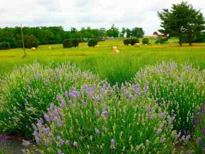 Seven Oaks Lavender Farm - 4 Entry Passes