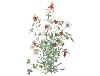 Oxeye Daisy and Red Columbine - Botanical Illustration Print by Mary McCulloch