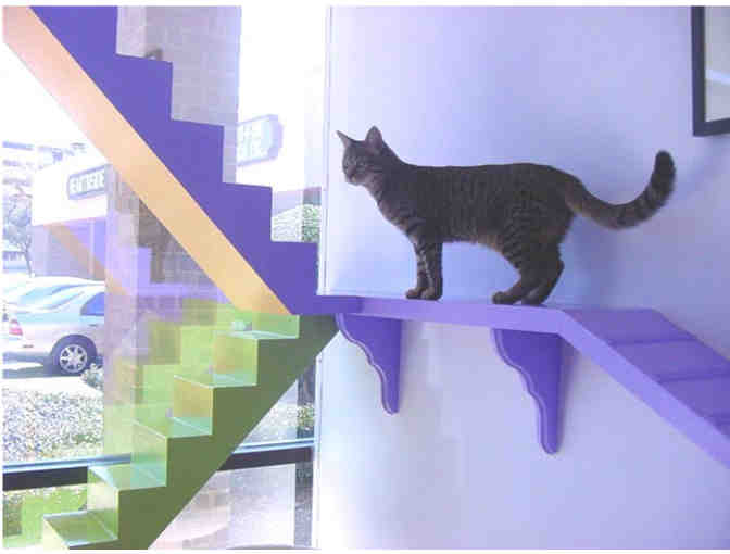 9 nights of cat boarding and 4 full-service grooms at Cat Connection in Dallas