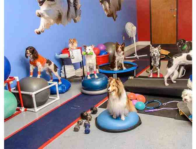 Level 1 Family Manners Dog Training Class