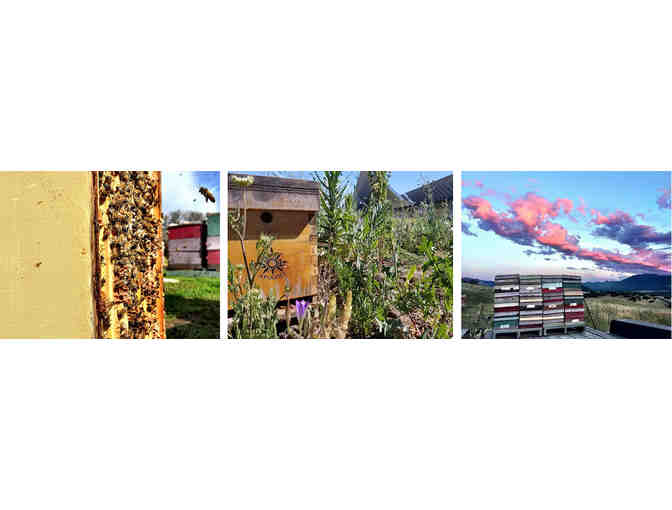 Old Sol Queen - Premium Select - 2 Each