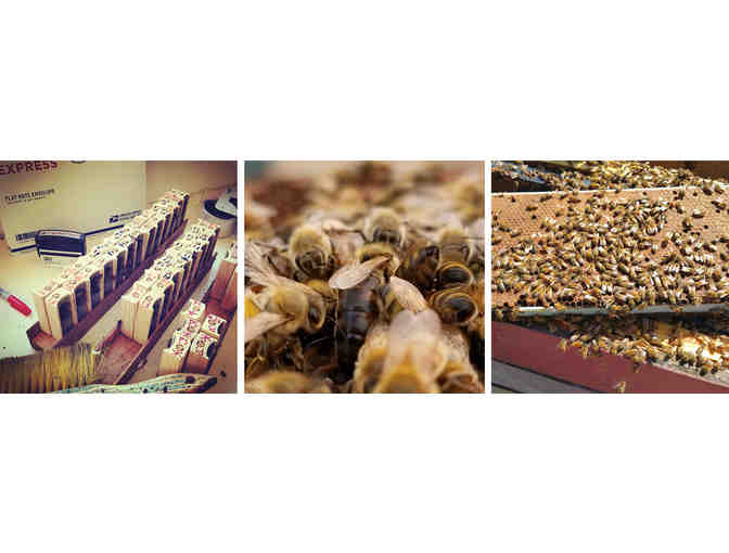 Old Sol Queens - Survivor Stock - 3 Each