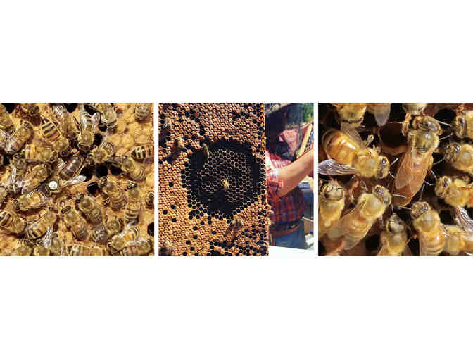 Old Sol Queens - Caucasian - 2 Each