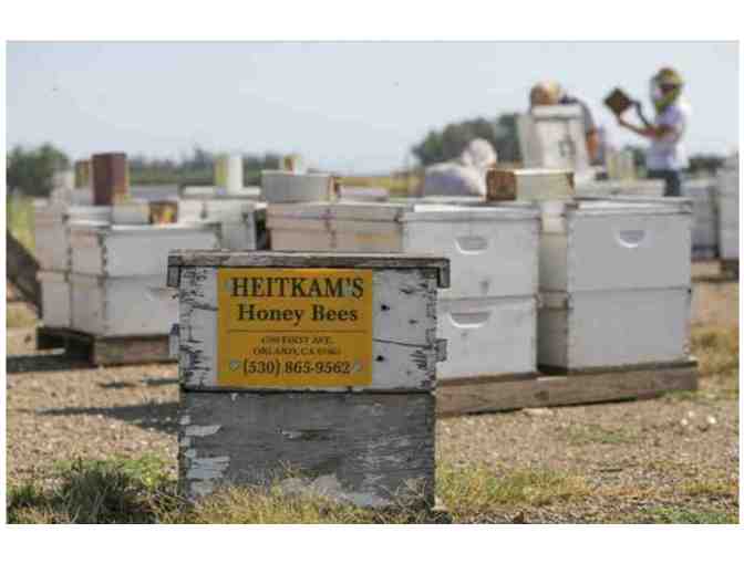 Gift Certificate - 5 New World Carniolan or Northern California Italian Queen