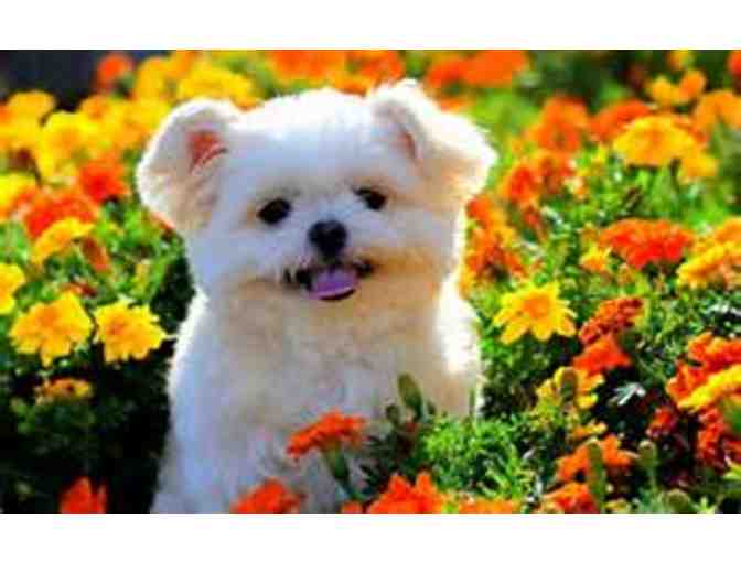 Spring Time Doggie Spruce Up Basket from the OTA