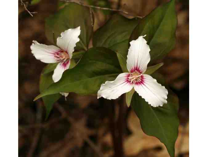 Garden in the Woods Passes