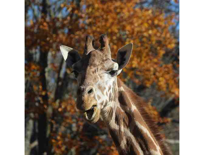 Southwick's Zoo Passes