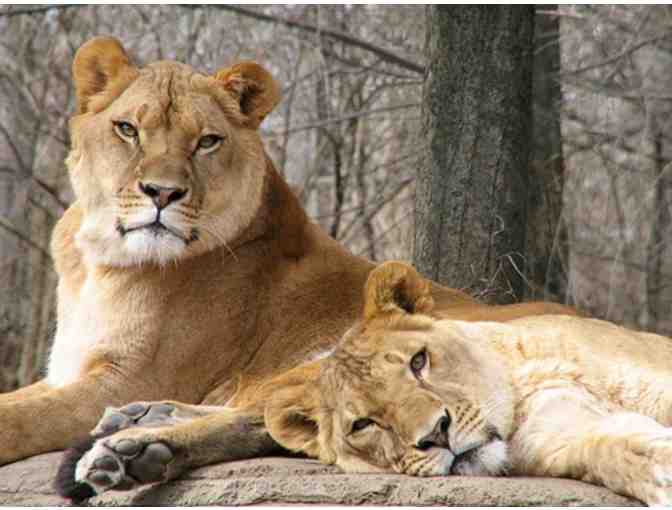 Lions, Tigers, Bears and More! . . .. Pittsburgh Zoo & PPG Aquarium