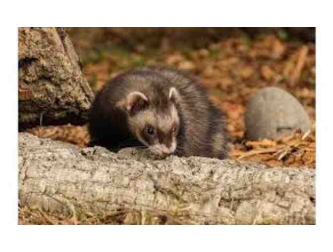 Three-Month Season Pass to Curiodyssey