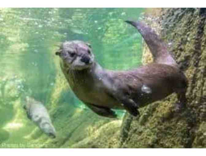 Three-Month Season Pass to Curiodyssey