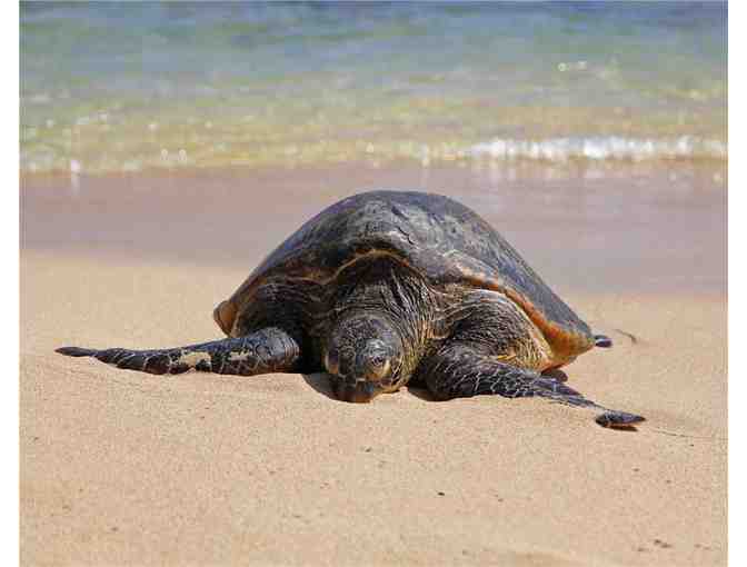 7 Nights in an Ocean-front Kauai Condo