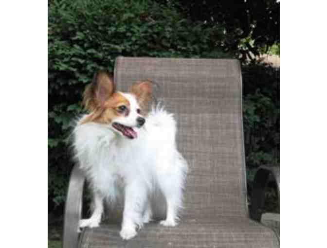 Fund-A-Need: Help Fund Vetting & Foster Care of Rescued Papillons