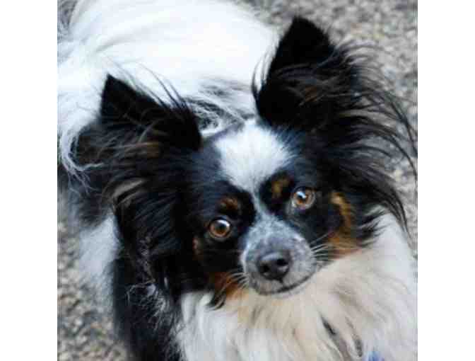 Fund-A-Need: Help Fund Vetting & Foster Care of Rescued Papillons