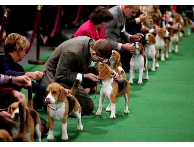 2016 Westminster Dog Show