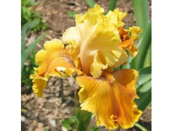 $100 Worth of Iris Rhizomes
