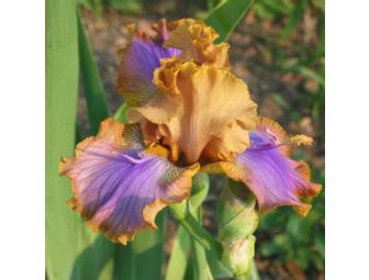 $100 Worth of Iris Rhizomes